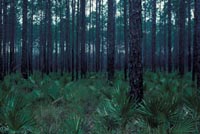 North Florida flatwoods