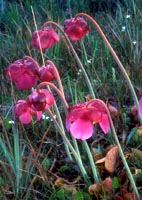 Gulf Coast Purple Pitcher Plant (Sarracenia rosea)