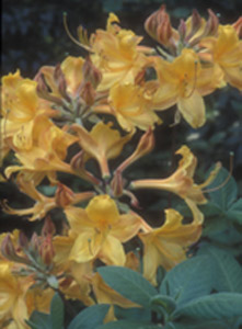 Florida Flame Azalea (Rhododendron austrinum)